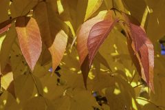 Hues-and-Patterns