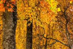 Maples-Mosiac
