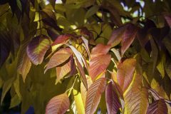 In-the-Spotlight-Sunlight-Highlights