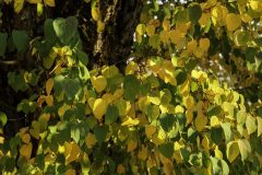 A-Green-and-Gold-Mosaic