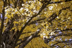 Autumn-Overreach