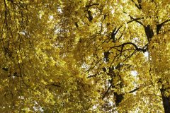 Descending-Through-Magnificence