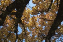 Sturdy-Bows-Spidery-Branches