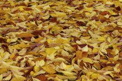 Golden-Carpet