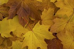 Veined-Leaves-in-Gold-Amber-and-Russet