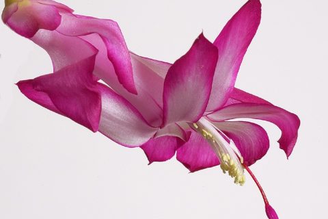 flower-red-brightened