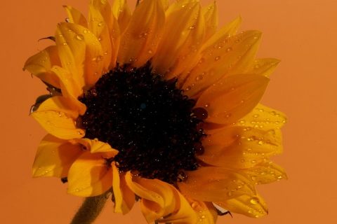 orange-flower