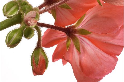 redflower06-with-border