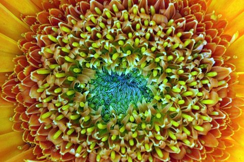 sun