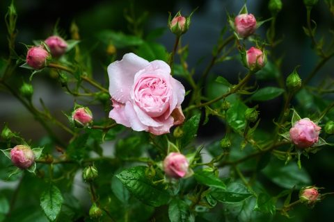 A Little  Rose