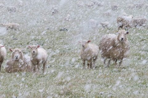 BRRR
