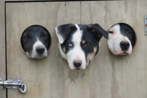 Eye Dogs