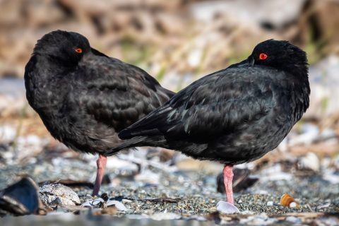 New Zealand Variable Oystercatchers at Timaru South Island