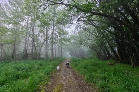 The Way Home