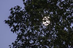 Day-Moon-in-Trees
