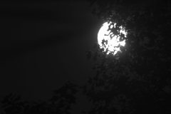 Leaves-Silhouetted-on-Full-Moon