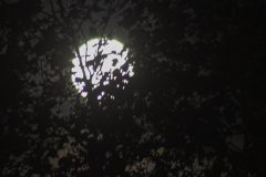 Tree-Branches-Silhouetted-on-Full-Moon