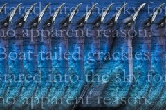 Boat-tailed-Grackles