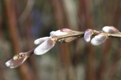 A-Harbinger-of-Spring-Pussywillows