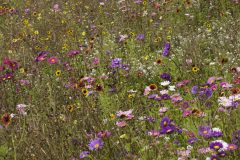 Daisy-Drama-Field-of-Mixed-Wildflowers