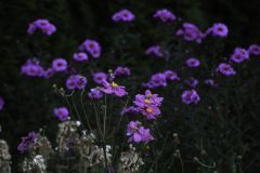 Dying-Daisy-Cluster