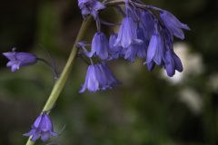 Feeling-Blue-Bell