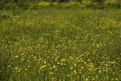 Field-of-Buttercups