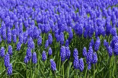 Field-of-Hyacinths