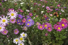 Forever-Flowers-Field-of-Mixed-Wildflowers