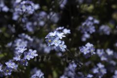 Forget-Me-Nots