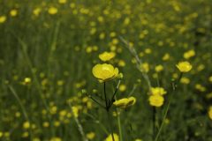 Solo-Buttercup