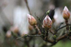 Spring-Bud