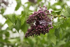 The-Scent-of-Spring-Lilacs-and-Raindrops