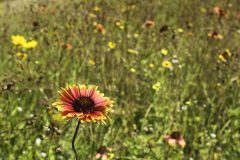 Upfront-and-Fabulous-Indian-Blanket