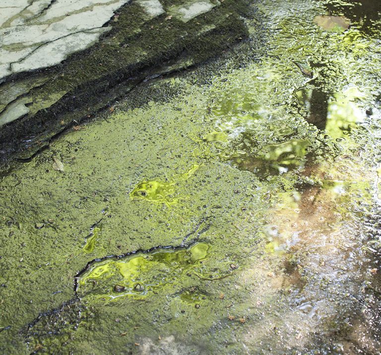watermoss