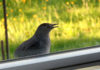 The Bird Outside Our Kitchen