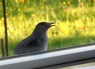 The Bird Outside Our Kitchen