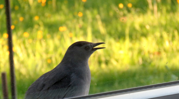 The Bird Outside Our Kitchen