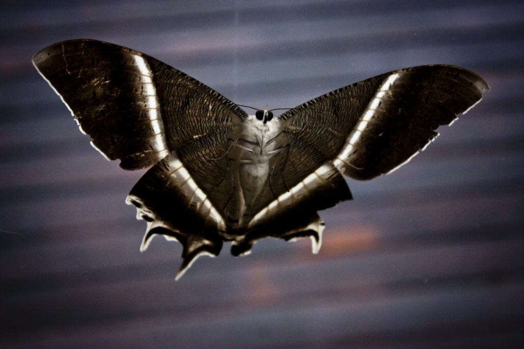 moths under bar light