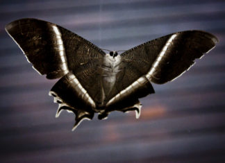 moths under bar light