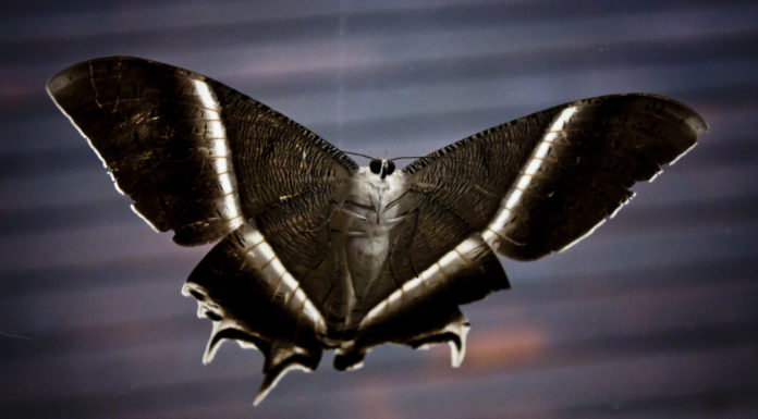 moths under bar light