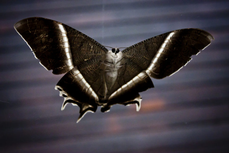 moths under bar light