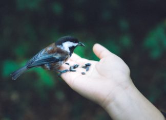 a sparrow in the fist, an eagle on Everest