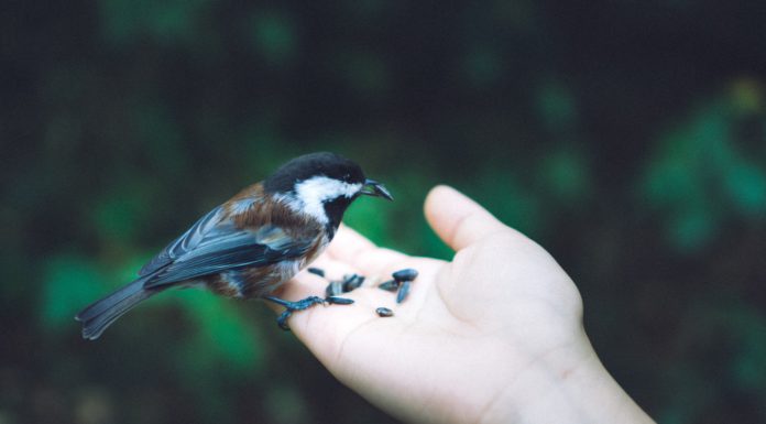 a sparrow in the fist, an eagle on Everest