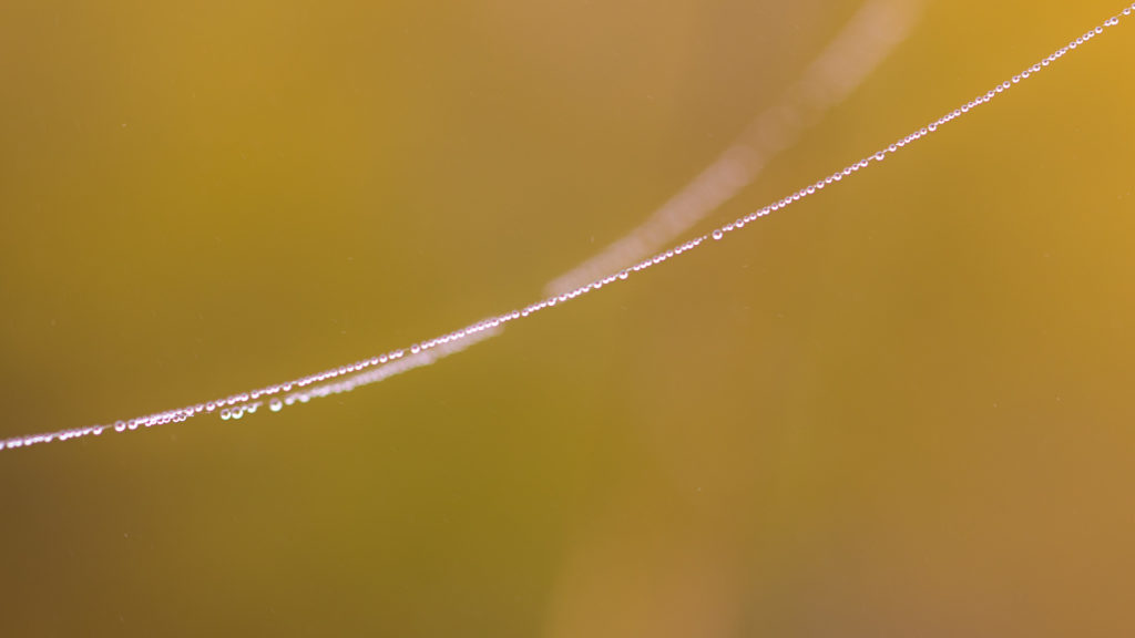 Natural line