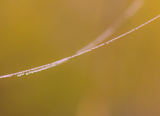 Natural line