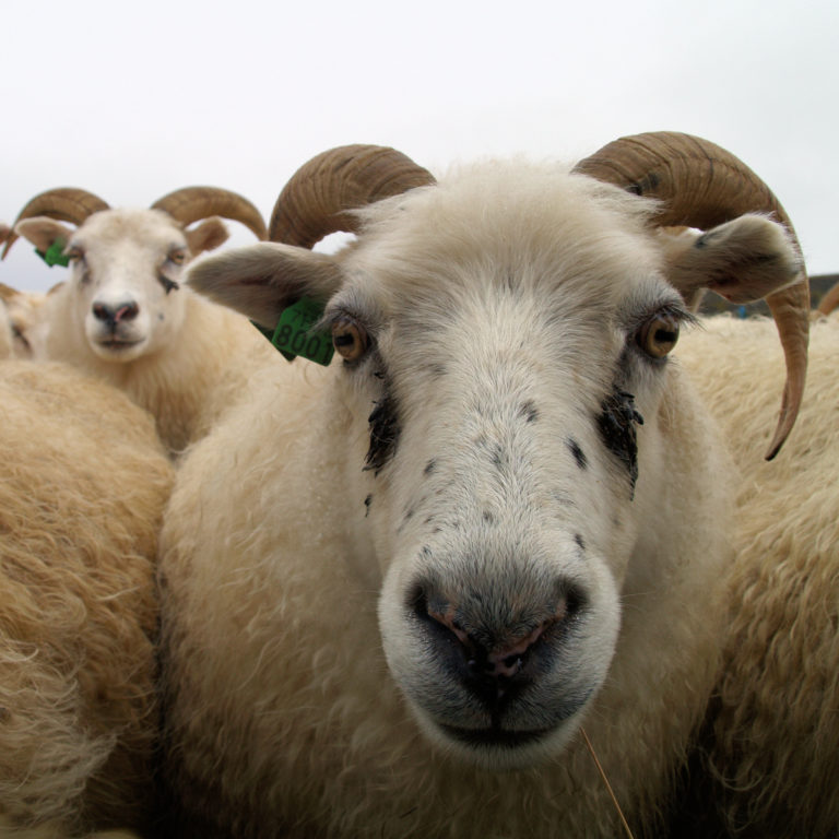 Sheep