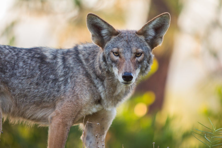 Coyotes