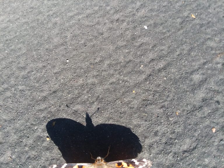 Flight