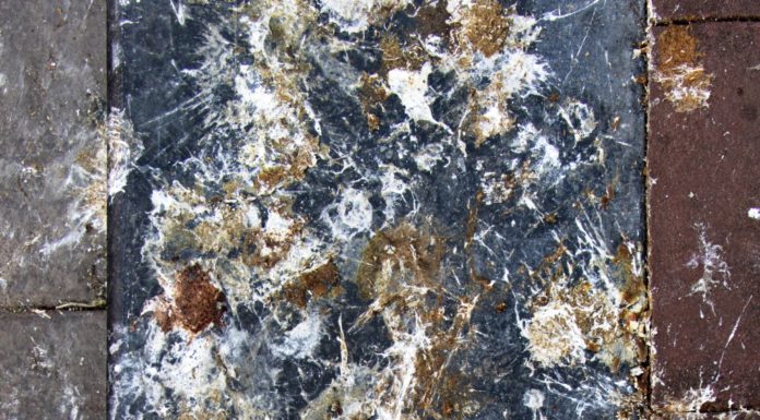 Pigeon Rhapsody in Blue